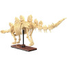 CaDA Stegosaurus (297 Pieces) - C59012W - Skeleton of a Stegosaurus