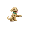 Lego Icons Golden Retriever Puppy 11384